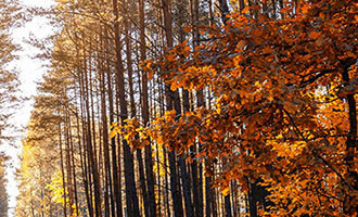 抖音双击 24h 下单网站：独特购物体验，限时抢购与丰富品类的完美结合